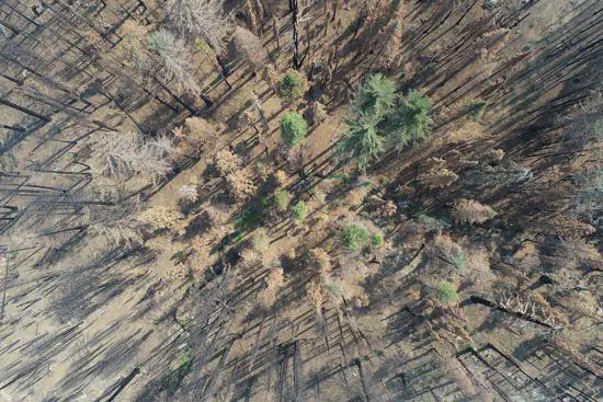 Mapping post-fire surviving trees